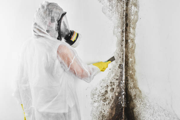 Mold Testing and Removal in Gore, OK