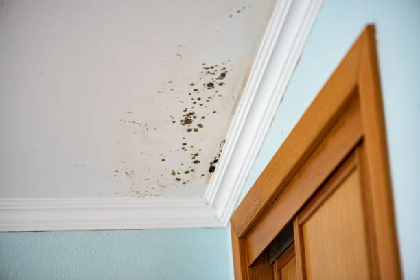 Professional Mold Removal in Gore, OK