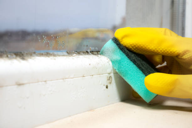 Best Attic Mold Removal  in Gore, OK