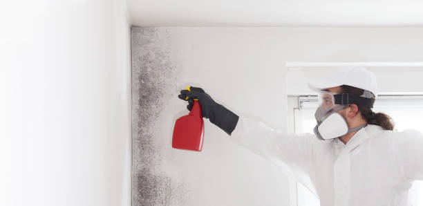 Best Certified Mold Removal  in Gore, OK