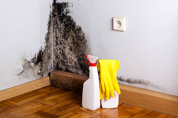 Best Commercial Mold Removal  in Gore, OK