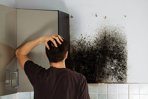 Best Mold Damage Repair  in Gore, OK