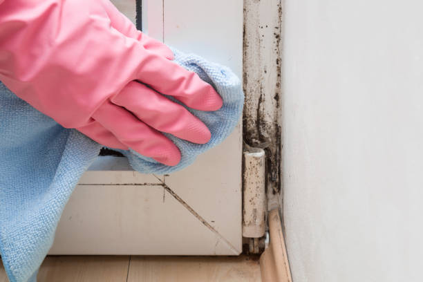 Best Black Mold Removal  in Gore, OK